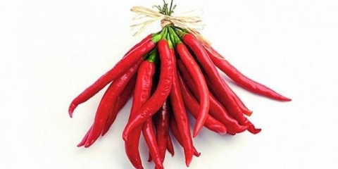 Sorte ljute paprike za moskovsku regiju